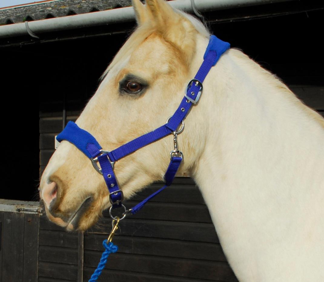 Personalised Head collar - equestrain horse pony