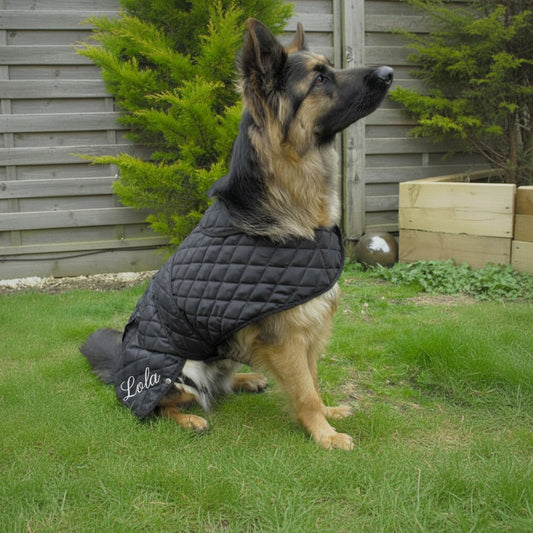 Dog wearing a black quilted jacket standing outdoors on grass with a wooden fence and plants in the background.