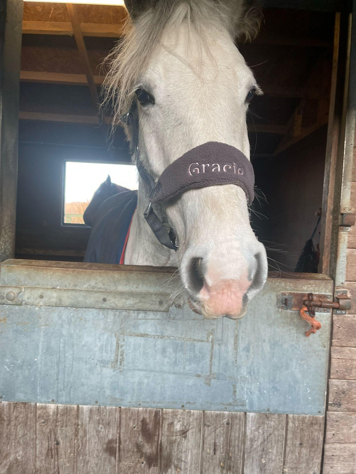 Horse wearing embroidered head collar