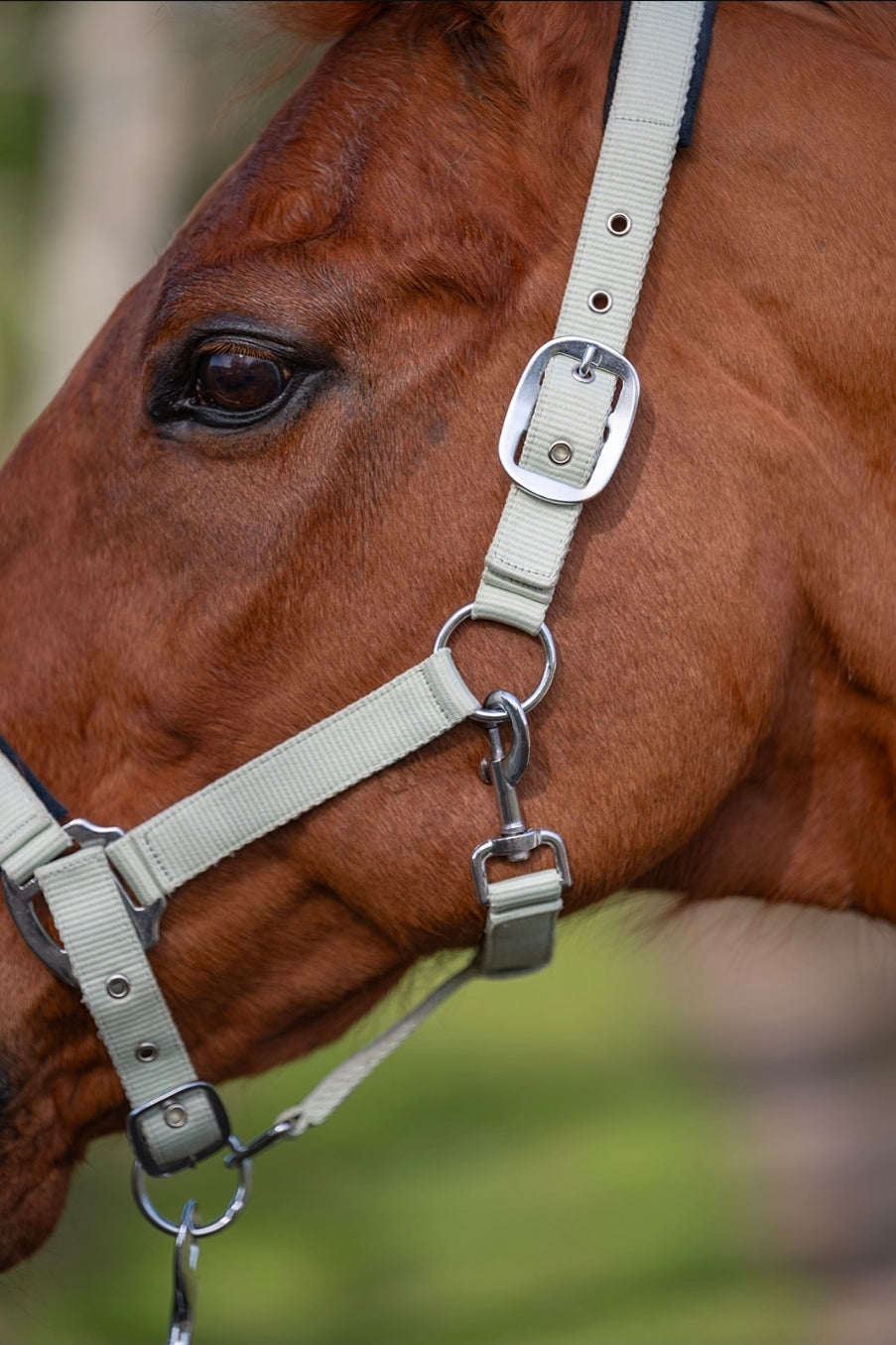 Personalised sorbet Fleece rug and matching head collar